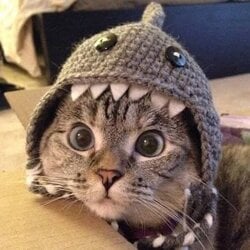 Shark CatLOGO