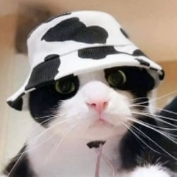 MooCatLOGO